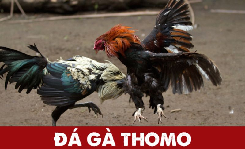 Đá gà Thomo - Loại hình giải trí cuốn hút số 1 tại PG88